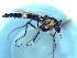  (Cricotopus sp. 4SG - TUSEG162)  @11 [ ] CreativeCommons - Attribution Share-Alike (2018) Susan Gresens Towson University