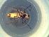  (Cricotopus sp. 6SG - TUSEG166)  @11 [ ] CreativeCommons - Attribution Share-Alike (2018) Susan Gresens Towson University