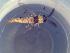  (Cricotopus sp. 10SG - TUSEG170)  @12 [ ] CreativeCommons - Attribution Share-Alike (2018) Susan Gresens Towson University