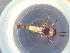  (Cricotopus trifascia grp - TUSEG185)  @13 [ ] CreativeCommons - Attribution Share-Alike (2018) Susan Gresens Towson University