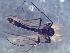  (Pseudochironomus richardsoni - TUSEG189)  @11 [ ] CreativeCommons - Attribution Share-Alike (2018) Susan Gresens Towson University