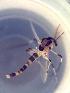  ( - TUSEG210)  @12 [ ] CreativeCommons - Attribution Share-Alike (2018) Susan Gresens Towson University