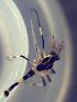  (Cricotopus sp. 5CSG - TUSEG225)  @11 [ ] CreativeCommons - Attribution Share-Alike (2018) Susan Gresens Towson University