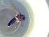  (Cricotopus sp. 9SG - TUSEG239)  @12 [ ] CreativeCommons - Attribution Share-Alike (2018) Susan Gresens Towson University