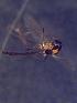  (Cricotopus politus - TUSEG240)  @12 [ ] CreativeCommons - Attribution Share-Alike (2018) Susan Gresens Towson University