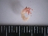  (Paguristes puncticeps - MT_TCI_0776)  @11 [ ] CreativeCommons  Attribution Non-Commercial Share-Alike (2024) Michelle Taylor University of Aberdeen