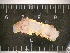  (Chromolaichma - MT_TCI_2773)  @11 [ ] CreativeCommons  Attribution Non-Commercial Share-Alike (2024) Michelle Taylor University of Aberdeen