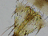  (Frankliniella panamensis - LNDF-INV-170128)  @11 [ ] CreativeCommons  Attribution Non-Commercial Share-Alike (2019) Unspecified Universidad Nacional de Colombia