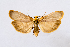  ( - ABOL-BioBlitz 2019 19-1106)  @14 [ ] CC BY-SA (2019) Christoph Wurzer Naturhistorisches Museum Wien
