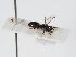  ( - ABOL-BioBlitz 2019 19-1135)  @11 [ ] CC NCBYSA (2020) Schoder Sabine Naturhistorisches Museum Wien