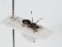  ( - ABOL-BioBlitz 2019 19-1137)  @11 [ ] CC NCBYSA (2020) Schoder Sabine Naturhistorisches Museum Wien