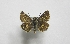  (Spialia therapne - ABOL-BioBlitz 2019 19-1687)  @11 [ ] CC NCBYSA (2020) Gros Patrick Haus der Natur, Museum, Salzburg