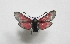  ( - ABOL-BioBlitz 2019 19-1696)  @11 [ ] CC NCBYSA (2020) Gros Patrick Haus der Natur, Museum, Salzburg