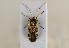  ( - ABOL-BioBlitz 2019 19-1851)  @11 [ ] CC SA (2019) Ernst Heiss Tiroler Landesmuseen