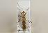  ( - ABOL-BioBlitz 2019 19-1894)  @11 [ ] CC SA (2019) Ernst Heiss Tiroler Landesmuseen