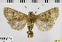  ( - ABOL-BioBlitz 2019 19-1708)  @13 [ ] CreativeCommons - Attribution Share-Alike (2020) Unspecified Private Collection of Hartmuth Strutzberg