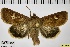  ( - ABOL-BioBlitz 2019 19-1715)  @13 [ ] CreativeCommons - Attribution Share-Alike (2020) Unspecified Private Collection of Hartmuth Strutzberg