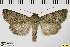  ( - ABOL-BioBlitz 2019 19-1734)  @11 [ ] CreativeCommons - Attribution Share-Alike (2020) Unspecified Private Collection of Hartmuth Strutzberg