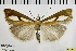  ( - ABOL-BioBlitz 2019 19-1743)  @11 [ ] CreativeCommons - Attribution Share-Alike (2020) Unspecified Private Collection of Hartmuth Strutzberg