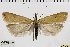  ( - ABOL-BioBlitz 2019 19-1753)  @11 [ ] CreativeCommons - Attribution Share-Alike (2020) Unspecified Private Collection of Hartmuth Strutzberg