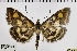  ( - ABOL-BioBlitz 2019 19-1758)  @15 [ ] CreativeCommons - Attribution Share-Alike (2020) Unspecified Private Collection of Hartmuth Strutzberg