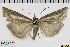  ( - ABOL-BioBlitz 2019 19-1786)  @11 [ ] CreativeCommons - Attribution Share-Alike (2020) Unspecified Private Collection of Hartmuth Strutzberg