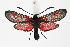  ( - BC_LSNOE_Lep_01534)  @11 [ ] CreativeCommons - Attribution Non-Commercial Share-Alike (2019) Wolfgang Stark Landessammlungen Niederösterreich