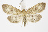  (Anania lancealis - BC_LSNOE_Lep_01536)  @15 [ ] CreativeCommons - Attribution Non-Commercial Share-Alike (2019) Wolfgang Stark Landessammlungen Niederösterreich