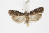  ( - BC_LSNOE_Lep_01542)  @13 [ ] CreativeCommons - Attribution Non-Commercial Share-Alike (2019) Wolfgang Stark Landessammlungen Niederösterreich