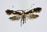  ( - BC_LSNOE_Lep_01575)  @13 [ ] CreativeCommons - Attribution Non-Commercial Share-Alike (2019) Wolfgang Stark Landessammlungen Niederösterreich