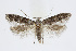  ( - BC_LSNOE_Lep_01594)  @14 [ ] CreativeCommons - Attribution Non-Commercial Share-Alike (2019) Wolfgang Stark Landessammlungen Niederösterreich