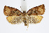  ( - BC_LSNOE_Lep_01600)  @14 [ ] CreativeCommons - Attribution Non-Commercial Share-Alike (2019) Wolfgang Stark Landessammlungen Niederösterreich
