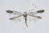  ( - BC_LSNOE_Lep_01637)  @13 [ ] CreativeCommons - Attribution Non-Commercial Share-Alike (2019) Wolfgang Stark Landessammlungen Niederösterreich