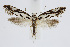  ( - BC_LSNOE_Lep_01649)  @11 [ ] CreativeCommons - Attribution Non-Commercial Share-Alike (2019) Wolfgang Stark Landessammlungen Niederösterreich