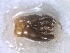  ( - ABOL-BioBlitz 2019 BW_0007_S)  @11 [ ] CC NC-BY-SA (2019) Dominique Zimmermann Naturhistorisches Museum Wien