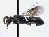  ( - ABOL-BioBlitz 2019 BW_0007_S)  @11 [ ] CC NC-BY-SA (2019) Dominique Zimmermann Naturhistorisches Museum Wien
