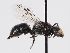  ( - ABOL-BioBlitz 2019 BW_0010_S)  @11 [ ] CC NCBYSA (2020) Schoder Sabine Naturhistorisches Museum Wien