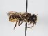  (Megachile ericetorum - ABOL-BioBlitz 2019 BW0012_S)  @14 [ ] CC NCBYSA (2020) Schoder Sabine Naturhistorisches Museum Wien