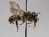  ( - ABOL-BioBlitz 2019 BW0013_S)  @13 [ ] CC NCBYSA (2020) Schoder Sabine Naturhistorisches Museum Wien