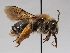  ( - ABOL-BioBlitz 2019 BW0023_S)  @11 [ ] CC NCBYSA (2020) Schoder Sabine Naturhistorisches Museum Wien