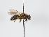  ( - ABOL-BioBlitz 2019 OOe_0015_S)  @11 [ ] CC NCBYSA (2020) Schoder Sabine Naturhistorisches Museum Wien