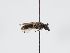  ( - ABOL-BioBlitz 2019 PB_0047)  @11 [ ] CC NCBYSA (2020) Schoder Sabine Naturhistorisches Museum Wien