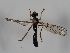  ( - ABOL-BioBlitz 2019 Szucsich-0065)  @11 [ ] CC NCBYSA (2020) Sabine Schoder Naturhistorisches Museum Wien