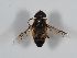  ( - ABOL-BioBlitz 2019 Szucsich-0098)  @11 [ ] CC NCBYSA (2020) Sabine Schoder Naturhistorisches Museum Wien