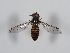  ( - ABOL-BioBlitz 2019 Szucsich-0162)  @13 [ ] CC NCBYSA (2020) Sabine Schoder Naturhistorisches Museum Wien