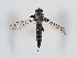  (Tolmerus atripes - ABOL-BioBlitz 2019 Szucsich-0247)  @11 [ ] CC NCBYSA (2020) Sabine Schoder Naturhistorisches Museum Wien