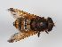  ( - ABOL-BioBlitz 2019 Szucsich-0288)  @11 [ ] CC NCBYSA (2020) Sabine Schoder Naturhistorisches Museum Wien