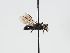  ( - ABOL-BioBlitz 2019 TI_0009_S)  @11 [ ] CC NCBYSA (2020) Schoder Sabine Naturhistorisches Museum Wien
