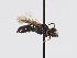 ( - ABOL-BioBlitz 2019 TI_0013_S)  @12 [ ] CC NCBYSA (2020) Schoder Sabine Naturhistorisches Museum Wien
