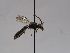  ( - ABOL-BioBlitz 2019 TI_0030_S)  @11 [ ] CC NCBYSA (2020) Schoder Sabine Naturhistorisches Museum Wien